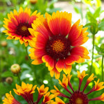 Echinacea, Coreopsis & Gaillardia Bare Root Mix  4