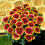 Gaillardia Kobold Bare Root  2