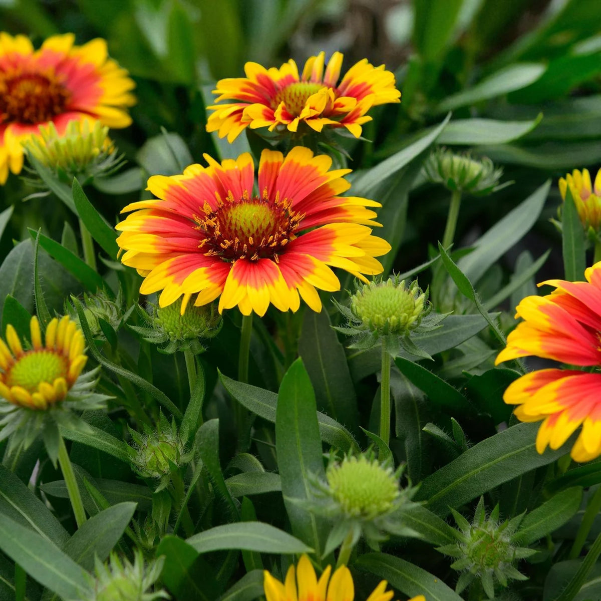 Gaillardia Kobold Bare Root  3