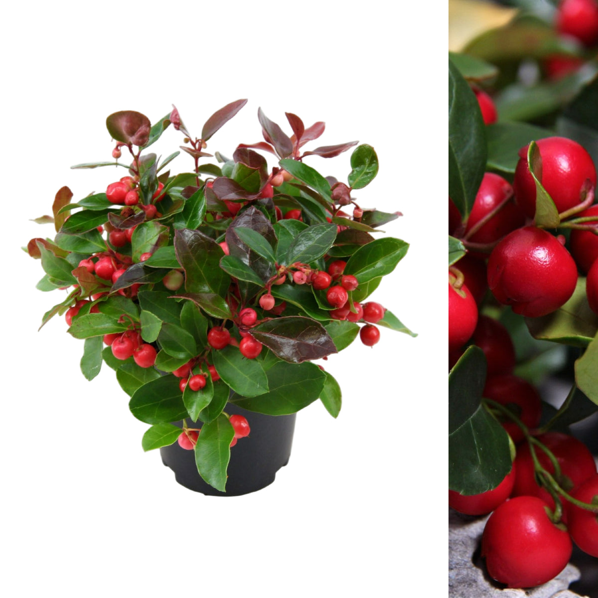 Gaultheria Procumbens Big Berry  2