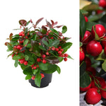 Gaultheria Procumbens Big Berry  2