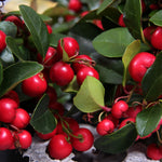 Gaultheria Procumbens Big Berry  4