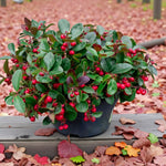 Gaultheria Procumbens Big Berry  1
