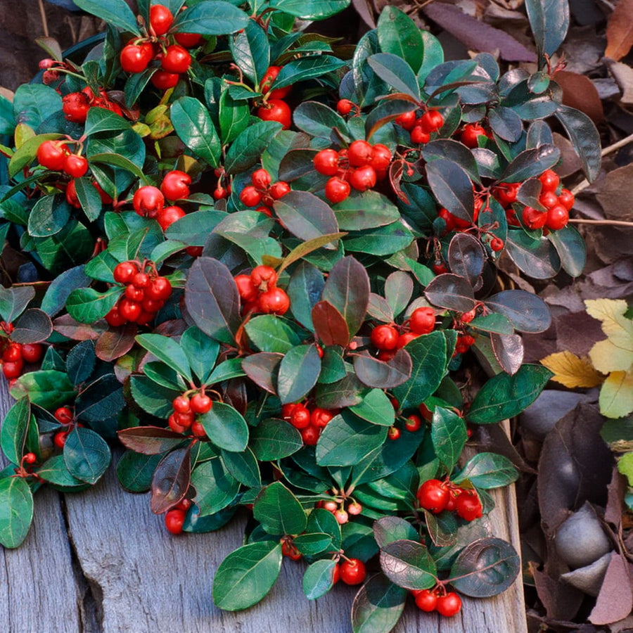 Gaultheria Procumbens Big Berry  3