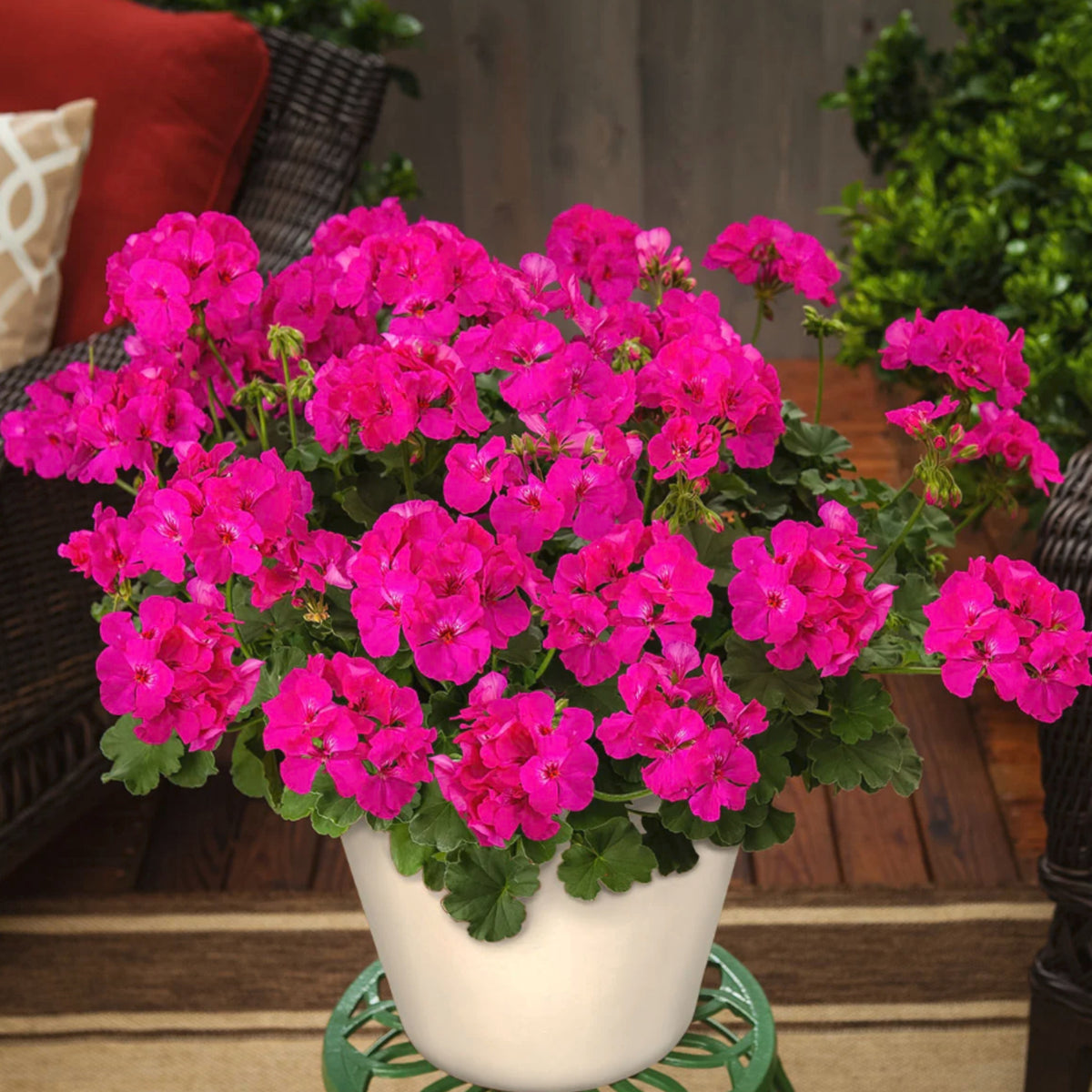 Geranium Zonal Bedding Plants 6 Pack Potted geranium plant in full bloom with vivid deep rose pink flowers and lush green foliage, placed on a patio table surrounded by wicker chairs and outdoor furnishings. 3