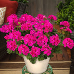 Geranium Zonal Bedding Plants 6 Pack Potted geranium plant in full bloom with vivid deep rose pink flowers and lush green foliage, placed on a patio table surrounded by wicker chairs and outdoor furnishings. 3