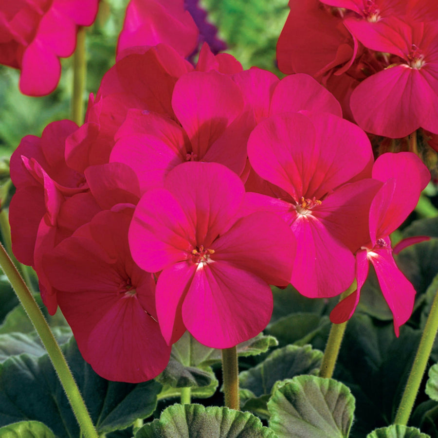 Geranium Violet Rose Plant  3
