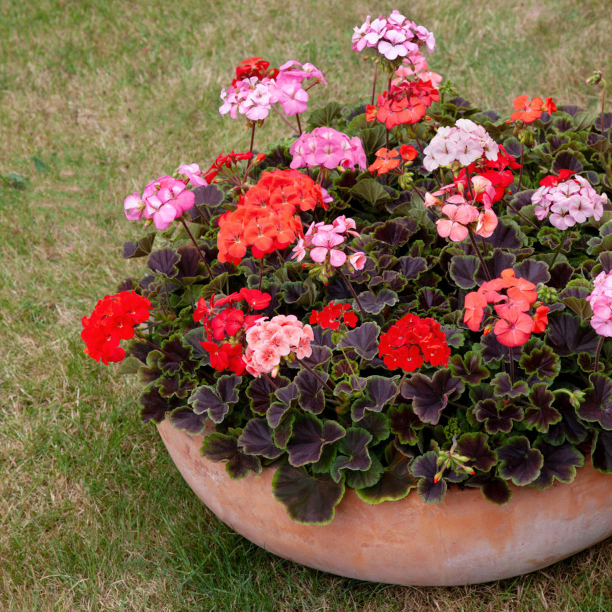Geranium Zonal Bedding Plants 6 Pack Large terracotta planter filled with a vibrant mix of zonal bullseye geraniums in shades of red, pink, and salmon, with distinctive dark centred green leaves, set on a grassy lawn. 1
