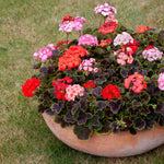 Geranium Zonal Bedding Plants 6 Pack Large terracotta planter filled with a vibrant mix of zonal bullseye geraniums in shades of red, pink, and salmon, with distinctive dark centred green leaves, set on a grassy lawn. 1