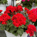 Geranium Zonal Bedding Plants 6 Pack Close up of bright scarlet zonal bullseye geraniums in a white textured pot, showcasing clusters of vivid red flowers and rounded green leaves, with more flowering pots in the background. 4