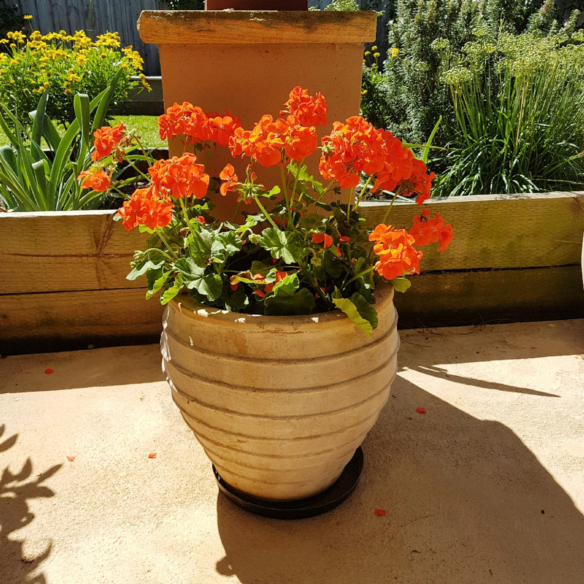 Geranium Zonal Bedding Plants 6 Pack Orange zonal geraniums blooming in a cream terracotta pot placed on a sunlit patio, with a garden border of yellow flowers and greenery in the background. 5