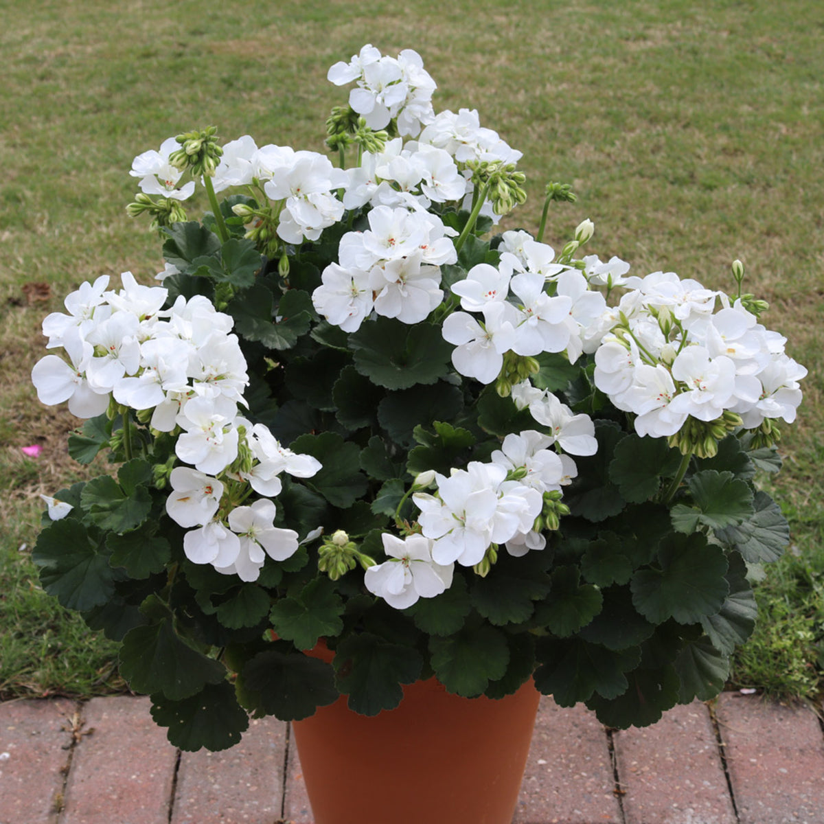 Geranium Zonal Bedding Plants 6 Pack White zonal geraniums in full bloom in a tall terracotta pot placed on a brick patio, with a grassy lawn in the background. 6