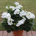 Geranium Zonal Bedding Plants 6 Pack White zonal geraniums in full bloom in a tall terracotta pot placed on a brick patio, with a grassy lawn in the background. 6