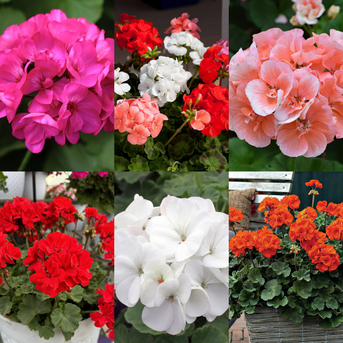 Geranium Zonal Bedding Plants 6 Pack A collage of six close-up and garden shots of zonal geraniums (Pelargoniums) in various vibrant colours including pink, white, red, orange, and salmon, with round clusters of flowers and crinkled green leave 1