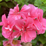 Trailing Geranium Plant in 9cm Pot close up shot of pink ivy geranium flower head 4