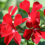 Trailing Geranium Plant in 9cm Pot close up of vibrant bright red trailing geranium flower heads 5