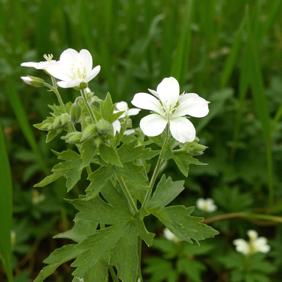 Geranium Album Bare Root  3