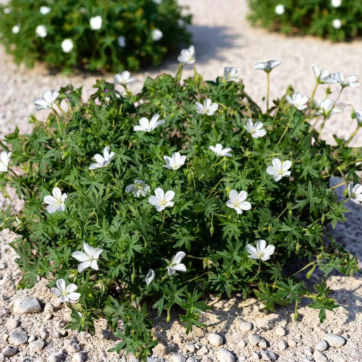 Geranium Album Bare Root  2