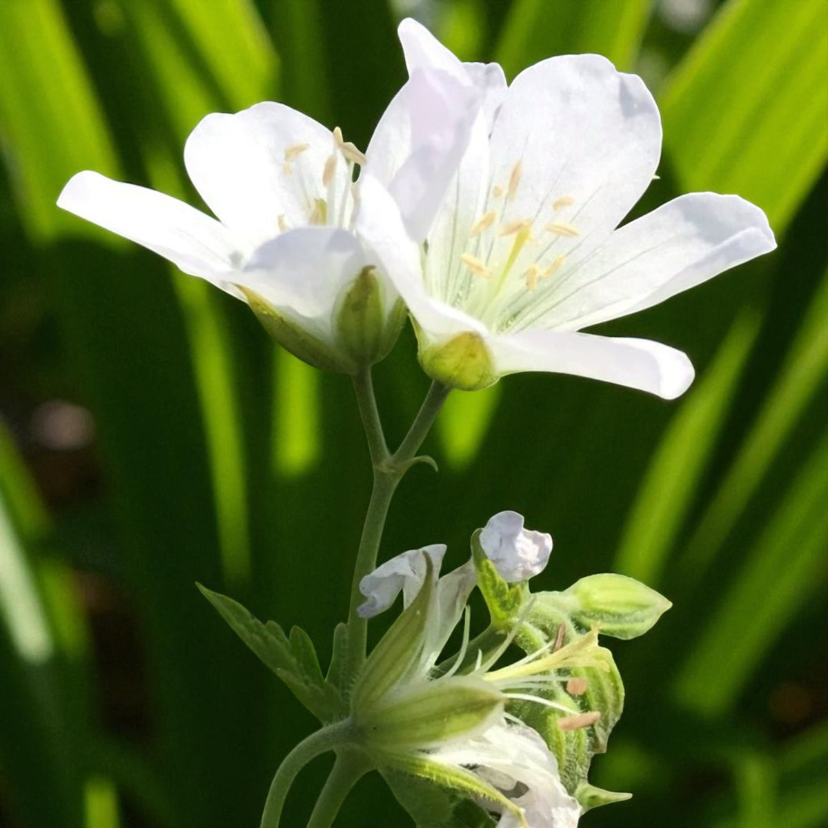 Geranium Album Bare Root  1