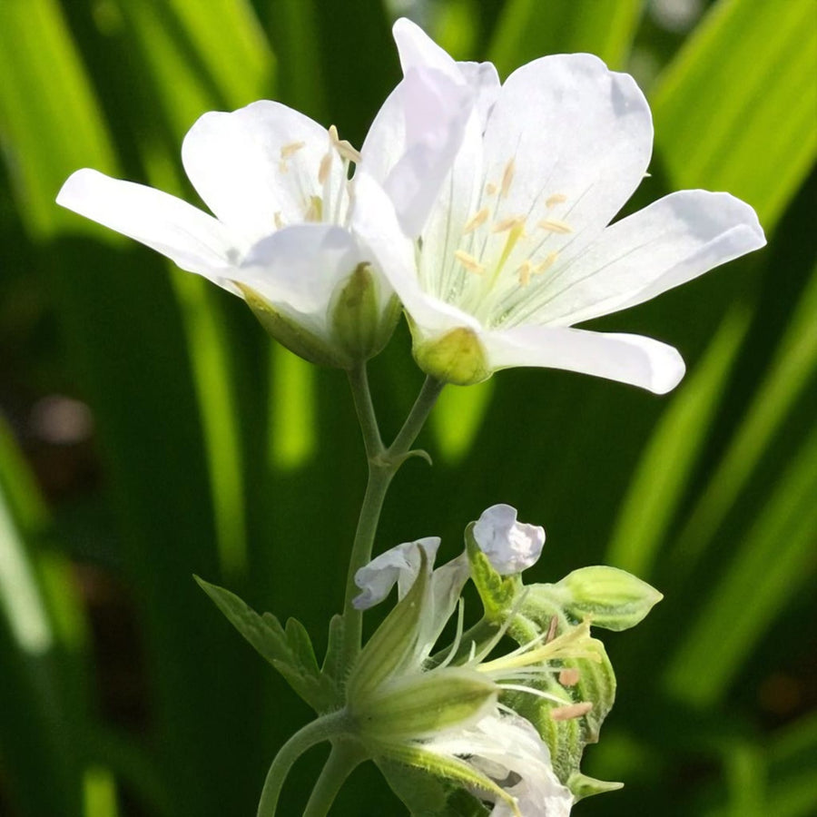 Geranium Album Bare Root  1