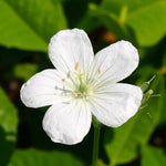 Geranium Bare Root Mix  2