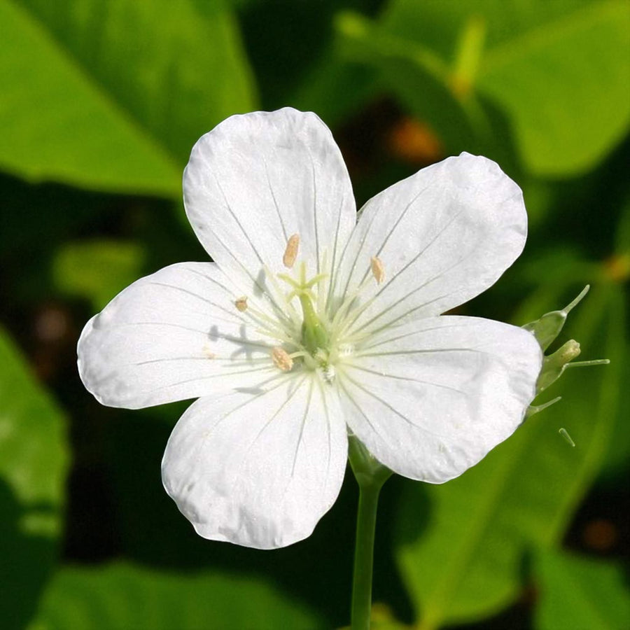 Geranium Bare Root Mix  2