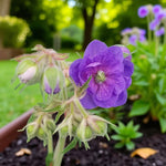 Geranium Plenum Bare Root  3
