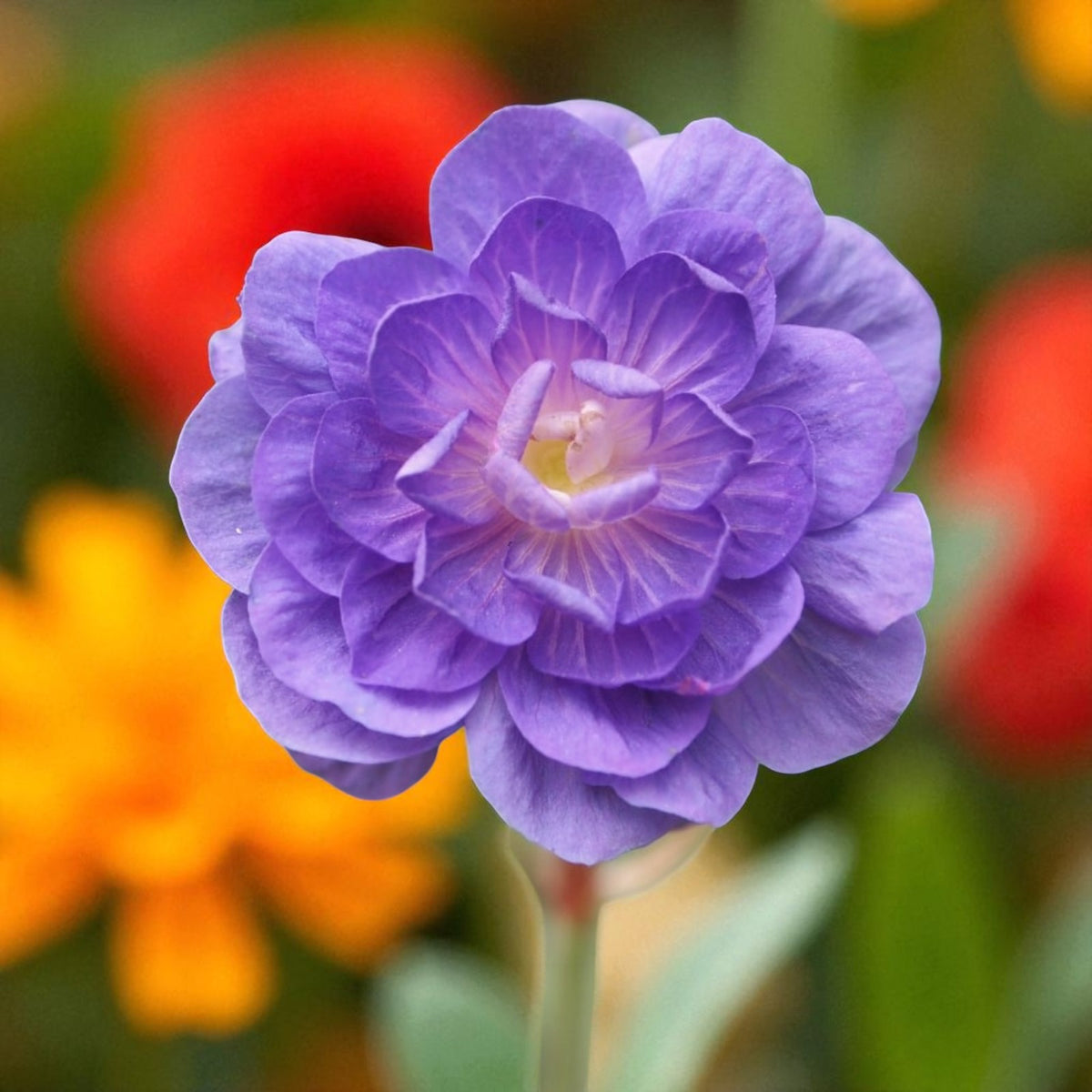 Geranium Plenum Bare Root  2