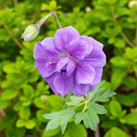 Geranium Plenum Bare Root  4