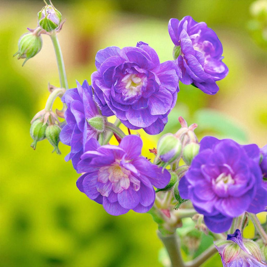 Geranium Bare Root Mix  3