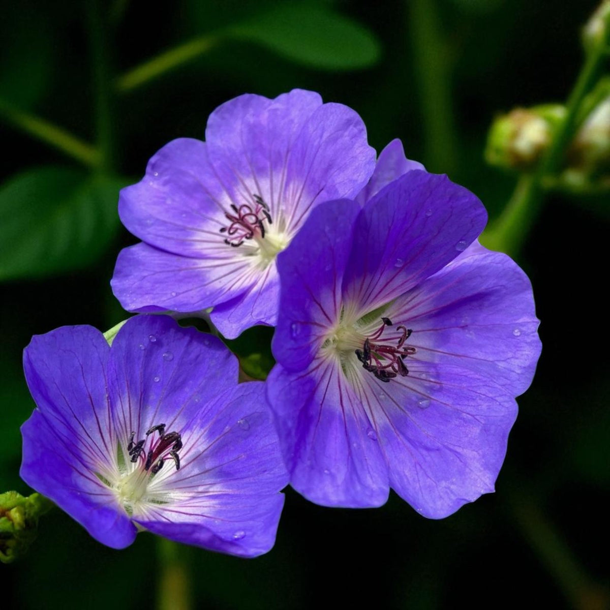 Geranium Rozanne Bare Root  4