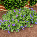 Geranium, Achillea & Astilbe Bare Root Mix  2