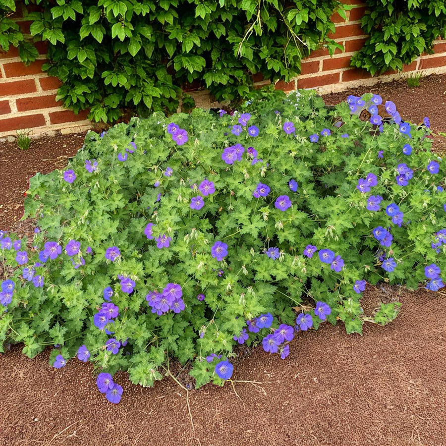 Geranium, Achillea & Astilbe Bare Root Mix  2
