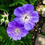 Geranium Rozanne Bare Root  2