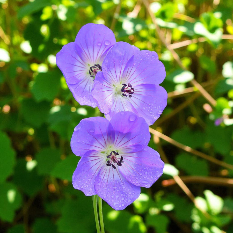 Geranium Rozanne Bare Root  1
