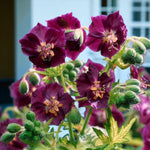 Hemerocallis, Geranium & Brunnera Bare Root Mix  3