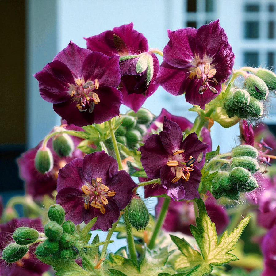 Hemerocallis, Geranium & Brunnera Bare Root Mix  3