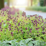 Geranium Samobor Bare Root  3