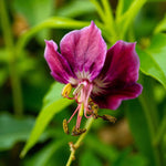 Geranium Samobor Bare Root  2