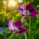 Geranium Bare Root Mix  4