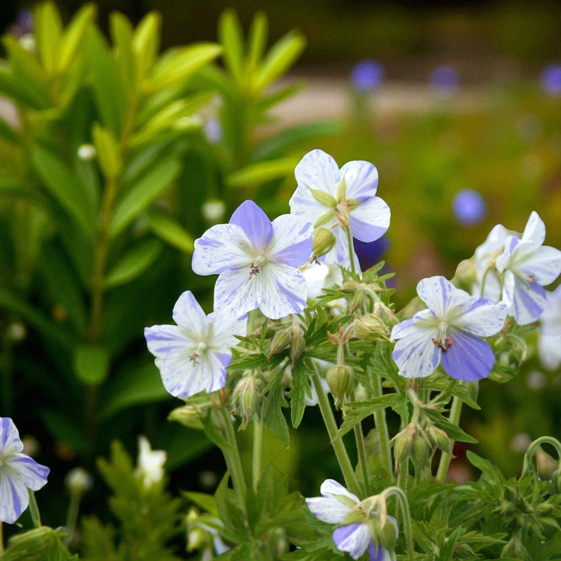 Geranium In Spring Geranium Splish Splash Bare Root