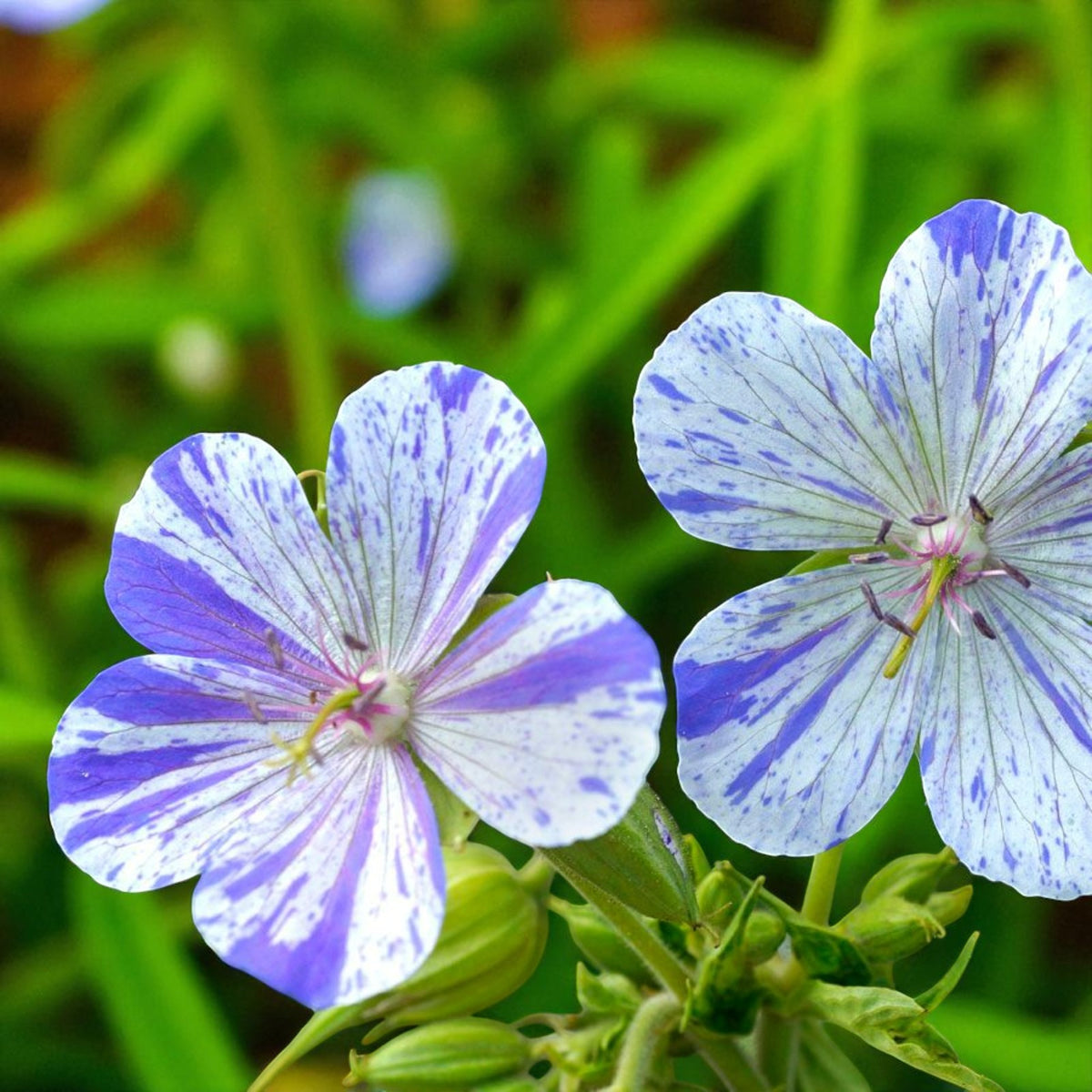 Geranium Splish Splash Bare Root  2