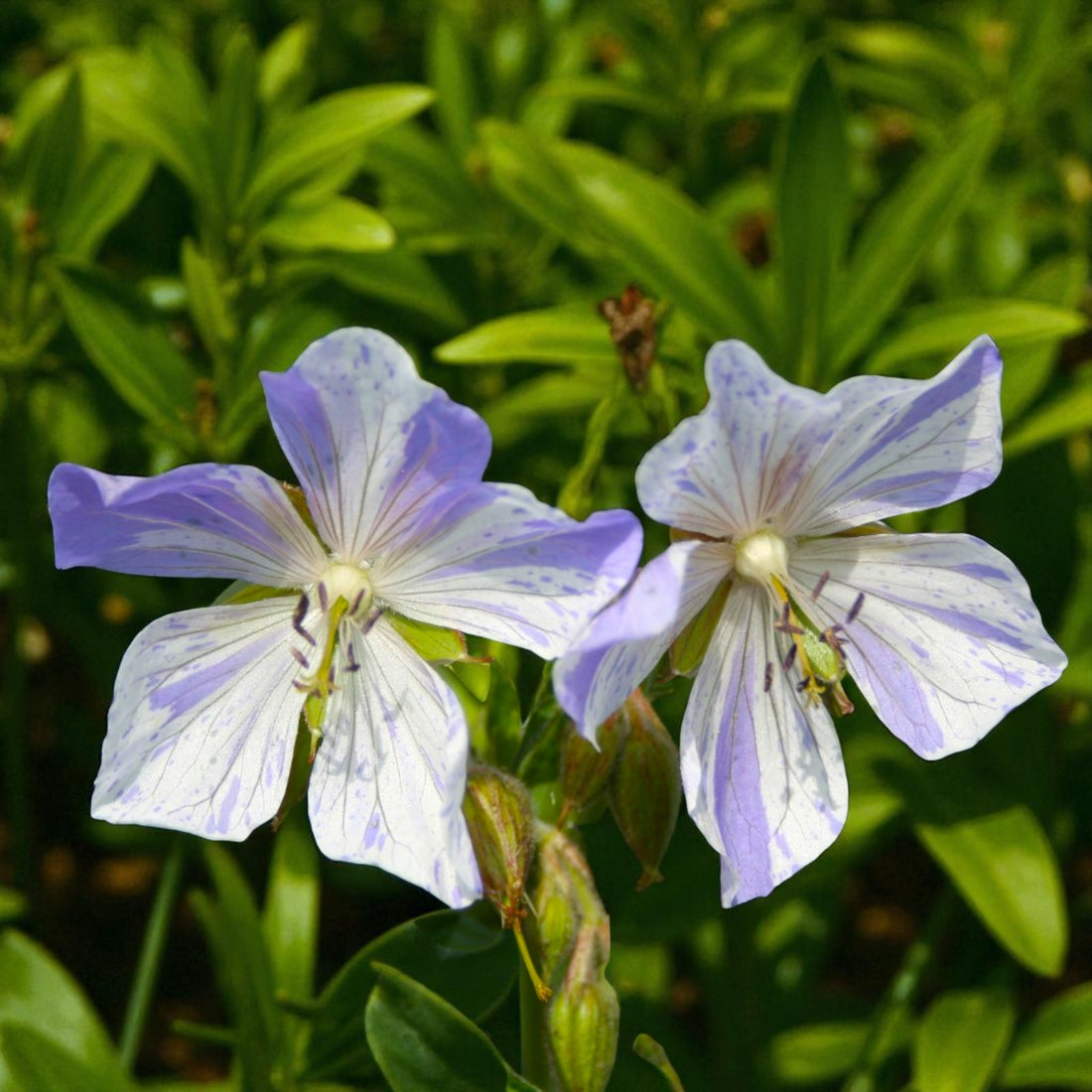 Geranium Splish Splash Bare Root