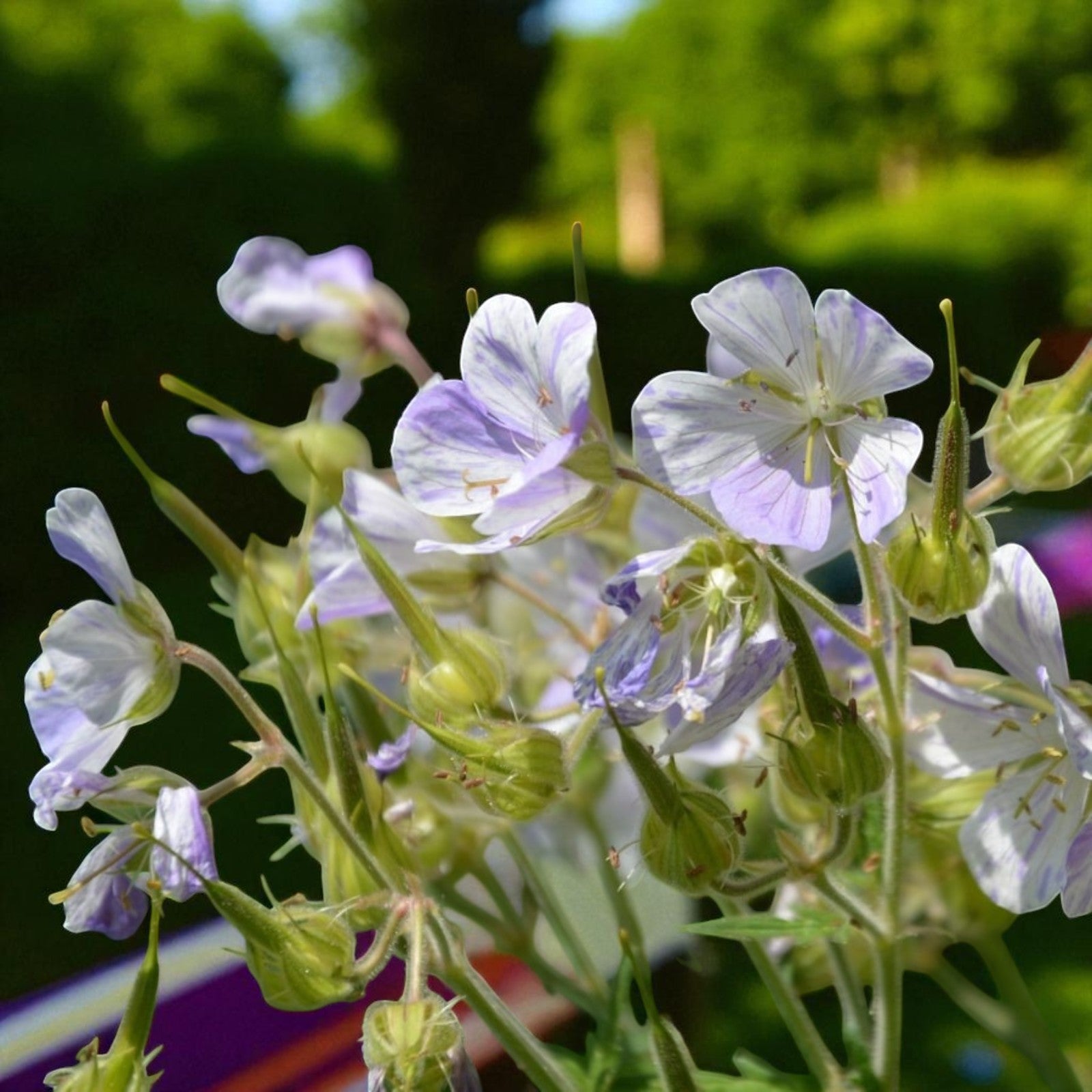 Geranium Splish Splash Bare Root