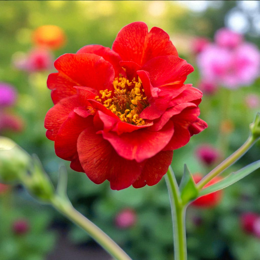 Geum Mrs Bradshaw Bare Root  2