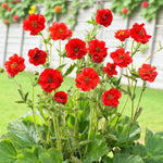 Geum Mrs Bradshaw Bare Root  4