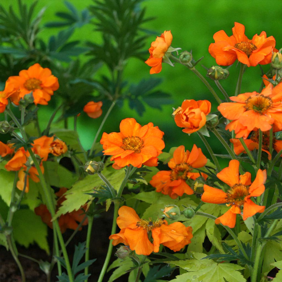 Geum Prinses Juliana Bare Root  1