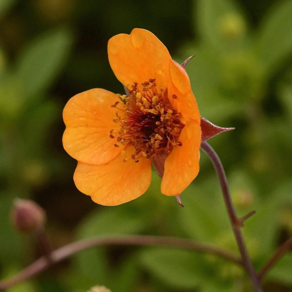 Geum Prinses Juliana Bare Root  2