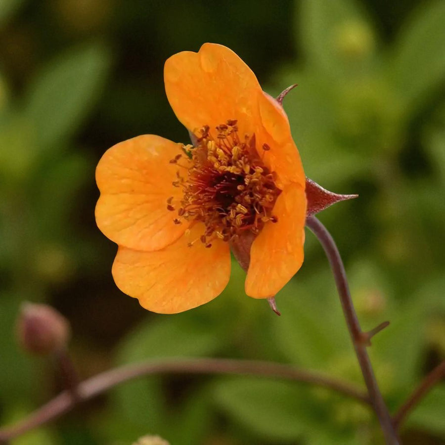 Geum Prinses Juliana Bare Root  2