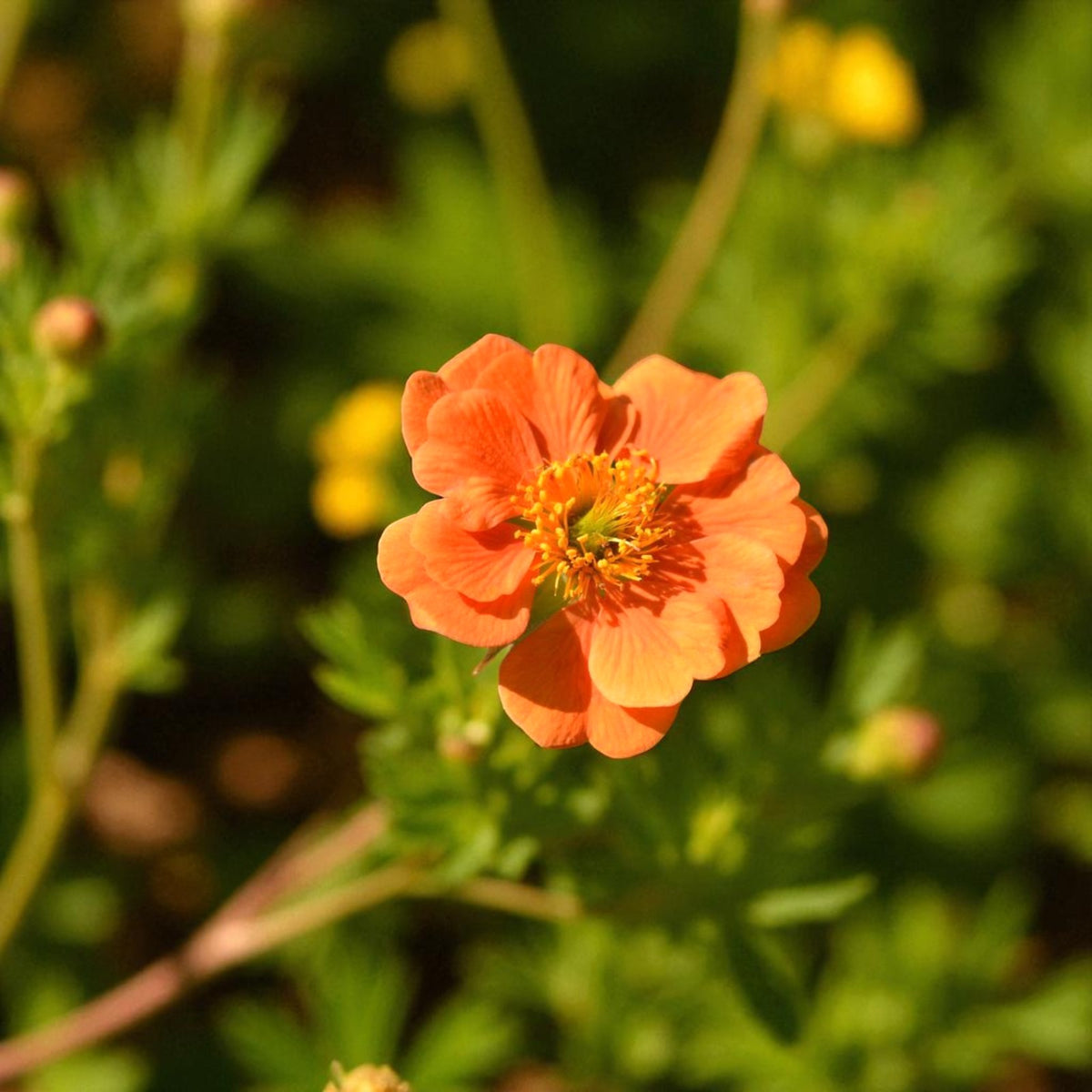 Geum Prinses Juliana Bare Root  3